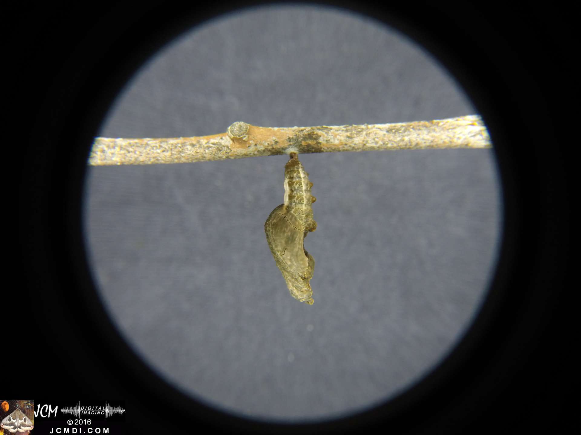 20160908-G0011795 Gulf Fritillary Butterfly Pupa GoPro Hero3 Macro.jpg